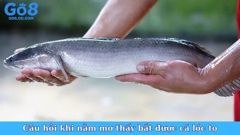 Câu hỏi khi nằm mơ thấy bắt được cá lóc to