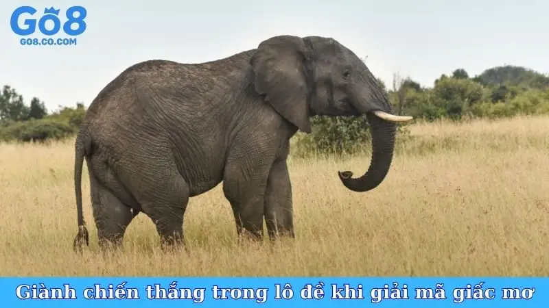 Giành chiến thắng trong lô đề khi giải mã giấc mơ