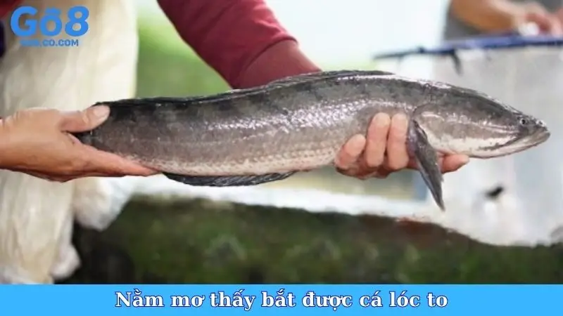 Nằm Mơ Thấy Bắt Được Cá Lóc To