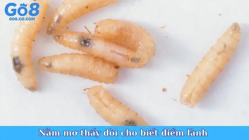 Nằm mơ thấy dòi cho biết điềm lành 