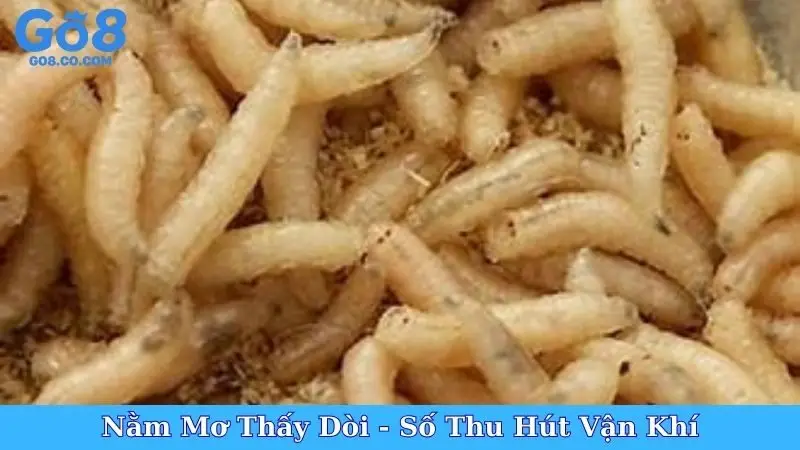 Nằm Mơ Thấy Dòi - Số Thu Hút Vận Khí