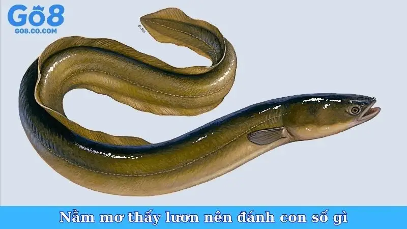 Nằm mơ thấy lươn nên đánh con số gì